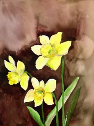 golden daffodils